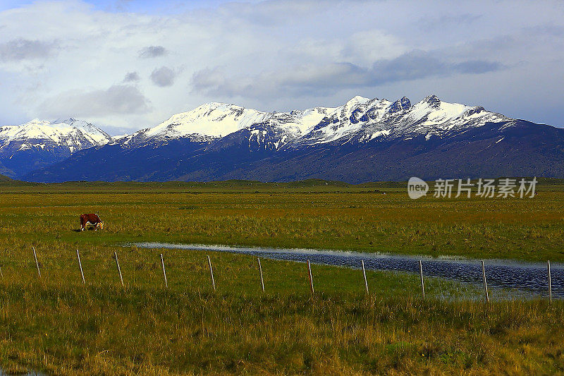 奶牛放牧，巴塔哥尼亚山脉，草原景观，El Calafate，阿根廷